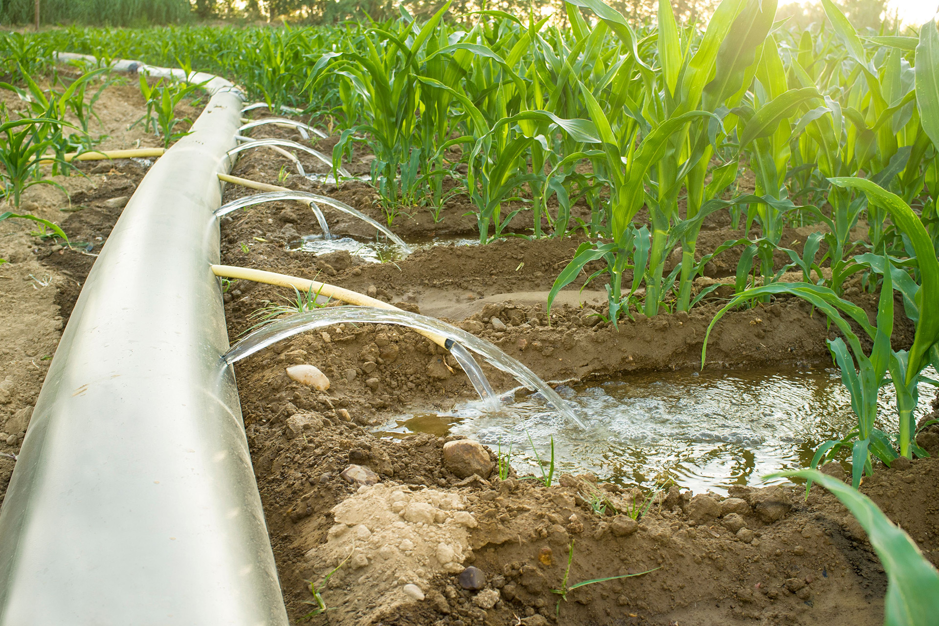 Irrigation