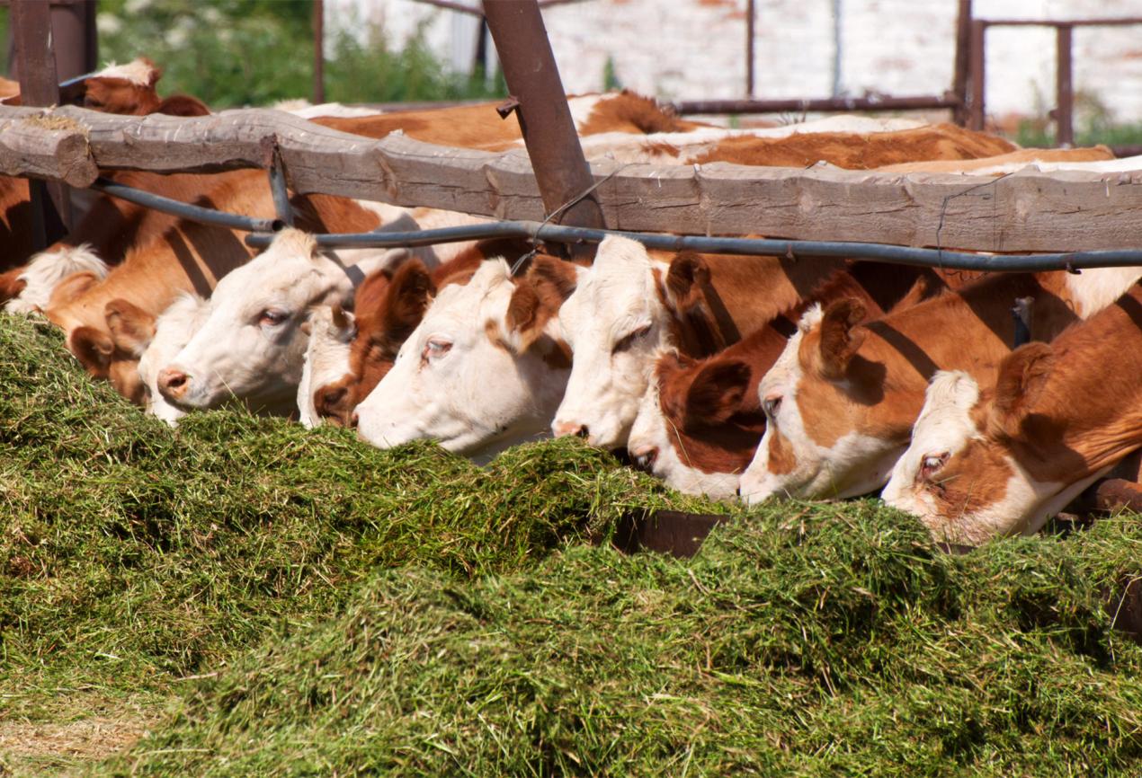 Animal Health