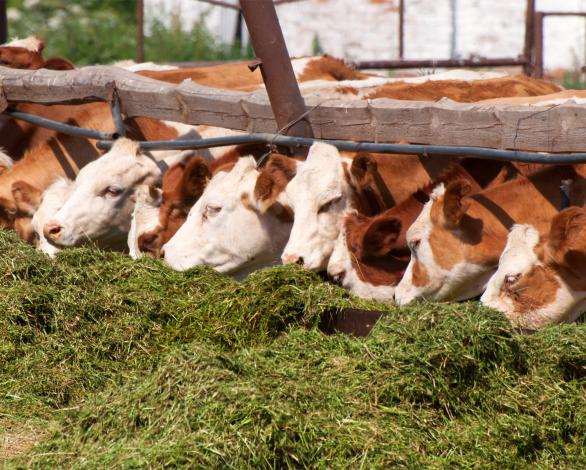 Animal Health